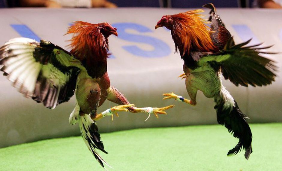 Nhà cái đá gà c3 trực tiếp đá gà thomo